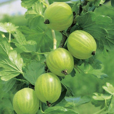 Аґрус Уайт Сміт (середній) | Ribes uva-crispa White Smith (middle) | Крыжовник Уайт Смит (средний)