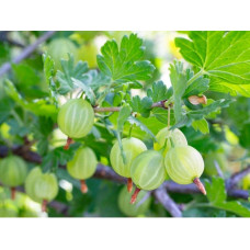 Аґрус Уайт Сміт (середній) | Ribes uva-crispa White Smith (middle) | Крыжовник Уайт Смит (средний)
