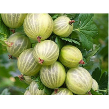 Аґрус Уайт Сміт (середній) | Ribes uva-crispa White Smith (middle) | Крыжовник Уайт Смит (средний)