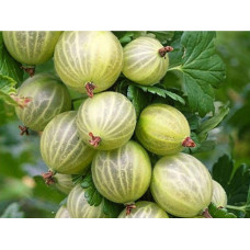 Аґрус Уайт Сміт (середній) | Ribes uva-crispa White Smith (middle) | Крыжовник Уайт Смит (средний)