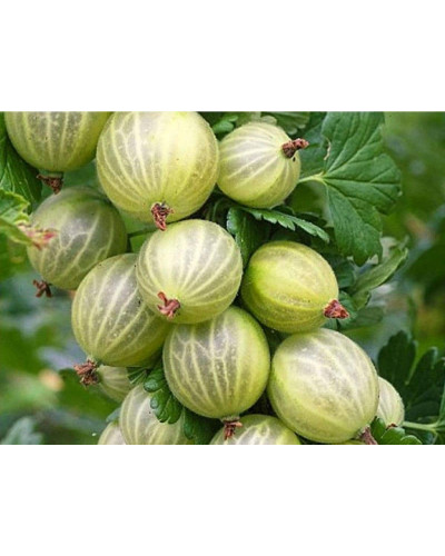 Аґрус Уайт Сміт (середній) | Ribes uva-crispa White Smith (middle) | Крыжовник Уайт Смит (средний)