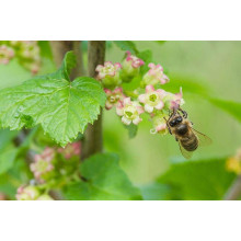 Аґрус Уайт Сміт (середній) | Ribes uva-crispa White Smith (middle) | Крыжовник Уайт Смит (средний)