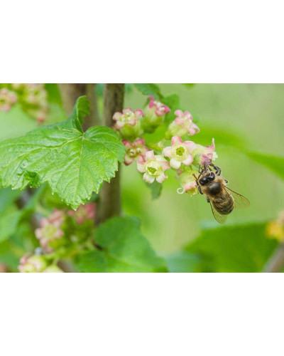 Аґрус Уайт Сміт (середній) | Ribes uva-crispa White Smith (middle) | Крыжовник Уайт Смит (средний)