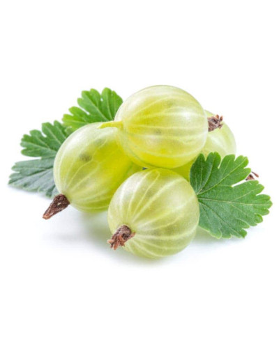 Аґрус Уайт Сміт (середній) | Ribes uva-crispa White Smith (middle) | Крыжовник Уайт Смит (средний)