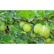 Аґрус Уайт Сміт (середній) | Ribes uva-crispa White Smith (middle) | Крыжовник Уайт Смит (средний)