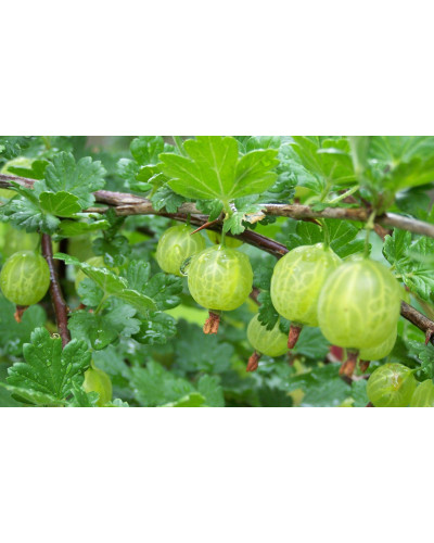 Аґрус Уайт Сміт (середній) | Ribes uva-crispa White Smith (middle) | Крыжовник Уайт Смит (средний)