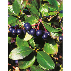 Горобина  / Аронія чорноплідна Хугін | Aronia melanocarpa Hugin | Рябина / Арония черноплодная Хугин