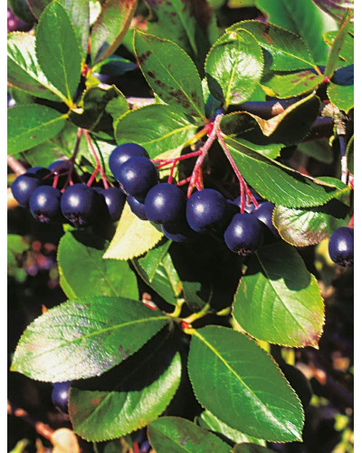 Горобина / Аронія чорноплідна Хугін | Aronia melanocarpa Hugin | Рябина / Арония черноплодная Хугин