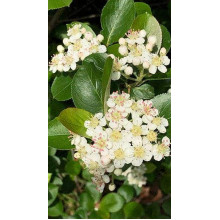 Горобина  / Аронія чорноплідна Хугін | Aronia melanocarpa Hugin | Рябина / Арония черноплодная Хугин