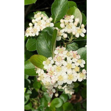 Горобина  / Аронія чорноплідна Хугін | Aronia melanocarpa Hugin | Рябина / Арония черноплодная Хугин