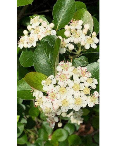 Горобина / Аронія чорноплідна Хугін | Aronia melanocarpa Hugin | Рябина / Арония черноплодная Хугин