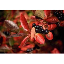 Горобина  / Аронія чорноплідна Хугін | Aronia melanocarpa Hugin | Рябина / Арония черноплодная Хугин