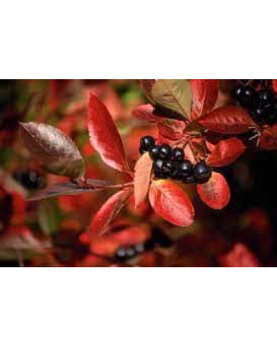 Горобина / Аронія чорноплідна Хугін | Aronia melanocarpa Hugin | Рябина / Арония черноплодная Хугин