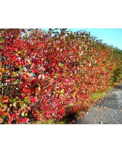 Горобина / Аронія чорноплідна Хугін | Aronia melanocarpa Hugin | Рябина / Арония черноплодная Хугин