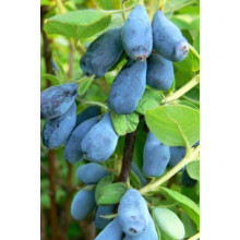 Жимолость їстівна (камчатська) Індіго Джем | Lonicera caerulea var. kamtschatica ‘Indigo Gem’ | Жимолость съедобная (камчатская) Индиго Джем