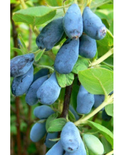 Жимолость їстівна (камчатська) Індіго Джем | Lonicera caerulea var. kamtschatica ‘Indigo Gem’ | Жимолость съедобная (камчатская) Индиго Джем