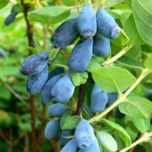 Жимолость їстівна (камчатська) Індіго Джем | Lonicera caerulea var. kamtschatica ‘Indigo Gem’ | Жимолость съедобная (камчатская) Индиго Джем