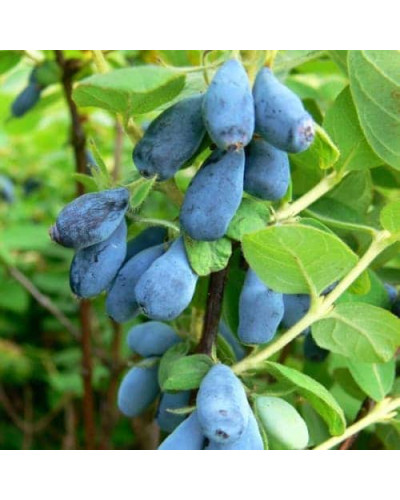 Жимолость їстівна (камчатська) Індіго Джем | Lonicera caerulea var. kamtschatica ‘Indigo Gem’ | Жимолость съедобная (камчатская) Индиго Джем