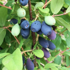 Жимолость їстівна (камчатська) Індіго Джем | Lonicera caerulea var. kamtschatica ‘Indigo Gem’ | Жимолость съедобная (камчатская) Индиго Джем