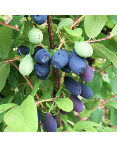 Жимолость їстівна (камчатська) Індіго Джем | Lonicera caerulea var. kamtschatica ‘Indigo Gem’ | Жимолость съедобная (камчатская) Индиго Джем