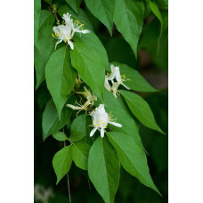 Жимолость їстівна (камчатська) Індіго Джем | Lonicera caerulea var. kamtschatica ‘Indigo Gem’ | Жимолость съедобная (камчатская) Индиго Джем