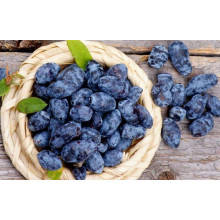 Жимолость їстівна (камчатська) Індіго Джем | Lonicera caerulea var. kamtschatica ‘Indigo Gem’ | Жимолость съедобная (камчатская) Индиго Джем