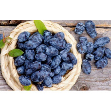 Жимолость їстівна (камчатська) Індіго Джем | Lonicera caerulea var. kamtschatica ‘Indigo Gem’ | Жимолость съедобная (камчатская) Индиго Джем