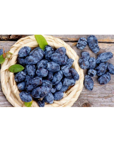 Жимолость їстівна (камчатська) Індіго Джем | Lonicera caerulea var. kamtschatica ‘Indigo Gem’ | Жимолость съедобная (камчатская) Индиго Джем