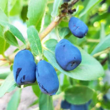 Жимолость їстівна (камчатська) Індіго Джем | Lonicera caerulea var. kamtschatica ‘Indigo Gem’ | Жимолость съедобная (камчатская) Индиго Джем