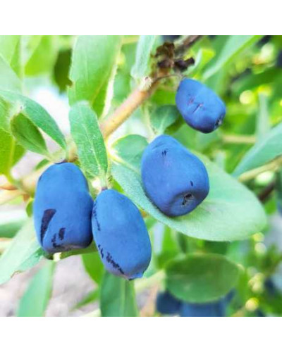 Жимолость їстівна (камчатська) Індіго Джем | Lonicera caerulea var. kamtschatica ‘Indigo Gem’ | Жимолость съедобная (камчатская) Индиго Джем