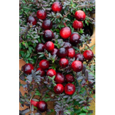 Журавлина великоплідна Ерлі Блек | Vaccinium macrocarpon Early Black | Клюква крупноплодная Эрли Блэк