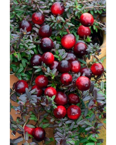 Журавлина великоплідна Ерлі Блек | Vaccinium macrocarpon Early Black | Клюква крупноплодная Эрли Блэк