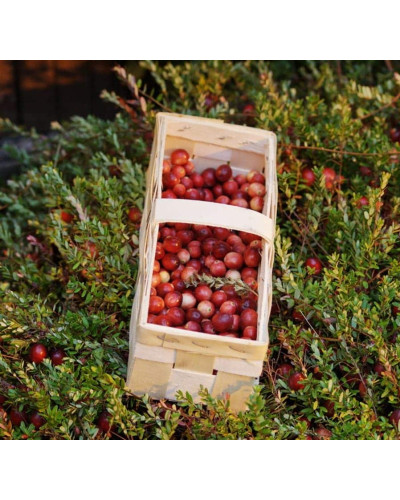 Журавлина великоплідна Ерлі Блек | Vaccinium macrocarpon Early Black | Клюква крупноплодная Эрли Блэк