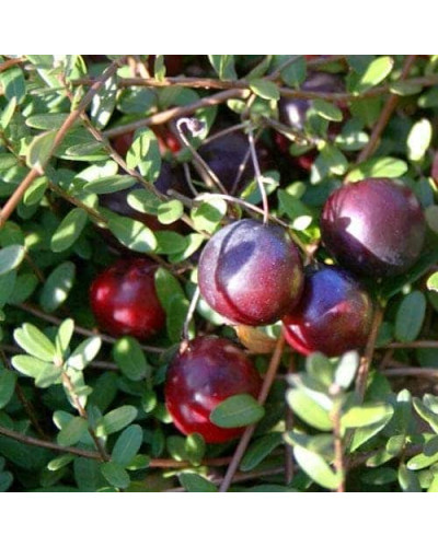 Журавлина великоплідна Ерлі Блек | Vaccinium macrocarpon Early Black | Клюква крупноплодная Эрли Блэк