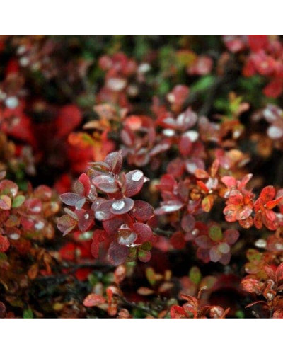 Журавлина великоплідна Ерлі Блек | Vaccinium macrocarpon Early Black | Клюква крупноплодная Эрли Блэк