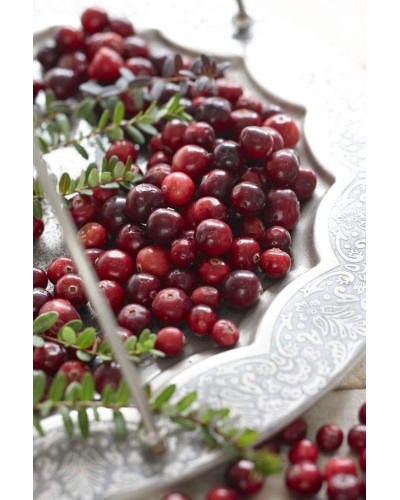 Журавлина великоплідна Ерлі Блек | Vaccinium macrocarpon Early Black | Клюква крупноплодная Эрли Блэк
