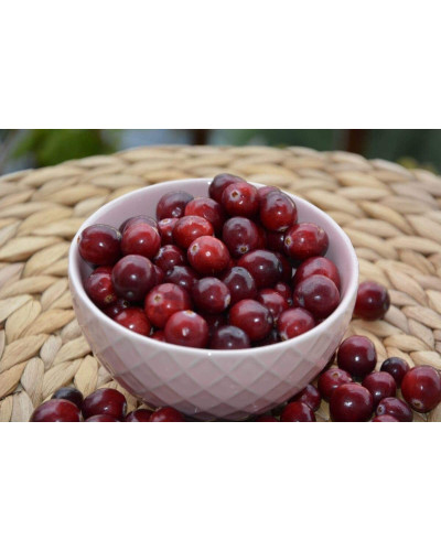 Журавлина великоплідна Ерлі Блек | Vaccinium macrocarpon Early Black | Клюква крупноплодная Эрли Блэк