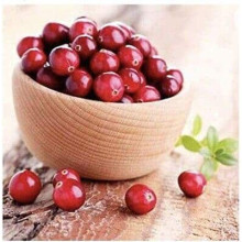 Журавлина великоплідна Ерлі Блек | Vaccinium macrocarpon Early Black | Клюква крупноплодная Эрли Блэк