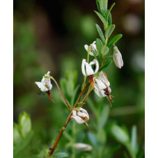 Журавлина великоплідна Ерлі Блек | Vaccinium macrocarpon Early Black | Клюква крупноплодная Эрли Блэк