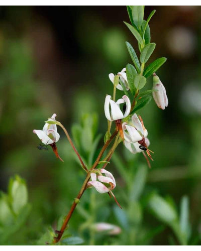 Журавлина великоплідна Ерлі Блек | Vaccinium macrocarpon Early Black | Клюква крупноплодная Эрли Блэк