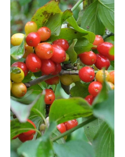 Кизил плодовий Кораловий рожевий | Cornus mas Koralowy pink | Кизил плодовый Коралловый розовый