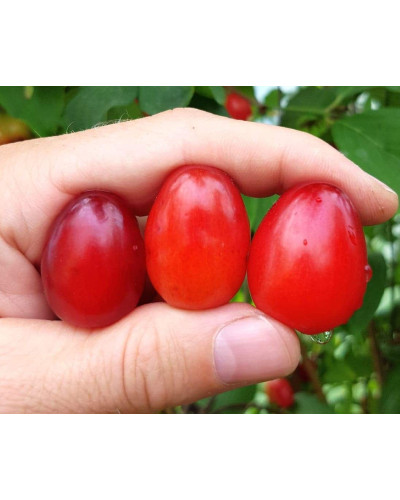 Кизил плодовий Кораловий рожевий | Cornus mas Koralowy pink | Кизил плодовый Коралловый розовый