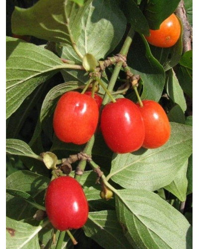 Кизил плодовий Кораловий рожевий | Cornus mas Koralowy pink | Кизил плодовый Коралловый розовый