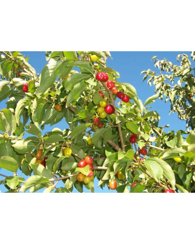 Кизил плодовий Кораловий рожевий | Cornus mas Koralowy pink | Кизил плодовый Коралловый розовый