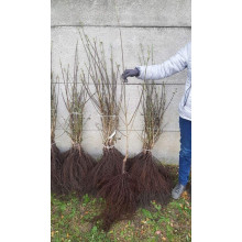 Кизил плодовий Кораловий рожевий | Cornus mas Koralowy pink | Кизил плодовый Коралловый  розовый