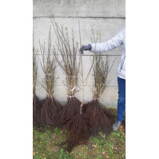 Кизил плодовий Кораловий рожевий | Cornus mas Koralowy pink | Кизил плодовый Коралловый  розовый