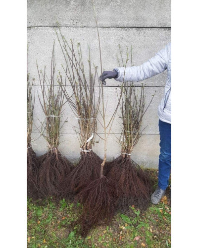 Кизил плодовий Кораловий рожевий | Cornus mas Koralowy pink | Кизил плодовый Коралловый розовый