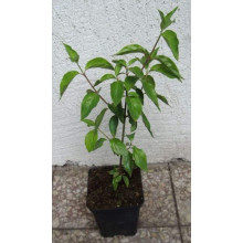 Кизил плодовий Кораловий рожевий | Cornus mas Koralowy pink | Кизил плодовый Коралловый  розовый