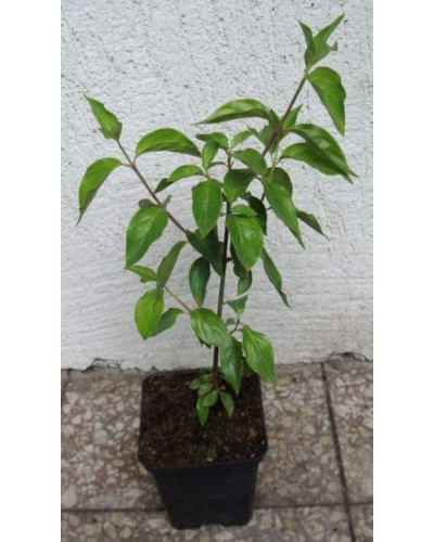 Кизил плодовий Кораловий рожевий | Cornus mas Koralowy pink | Кизил плодовый Коралловый розовый