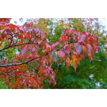 Кизил плодовий Кораловий рожевий | Cornus mas Koralowy pink | Кизил плодовый Коралловый  розовый